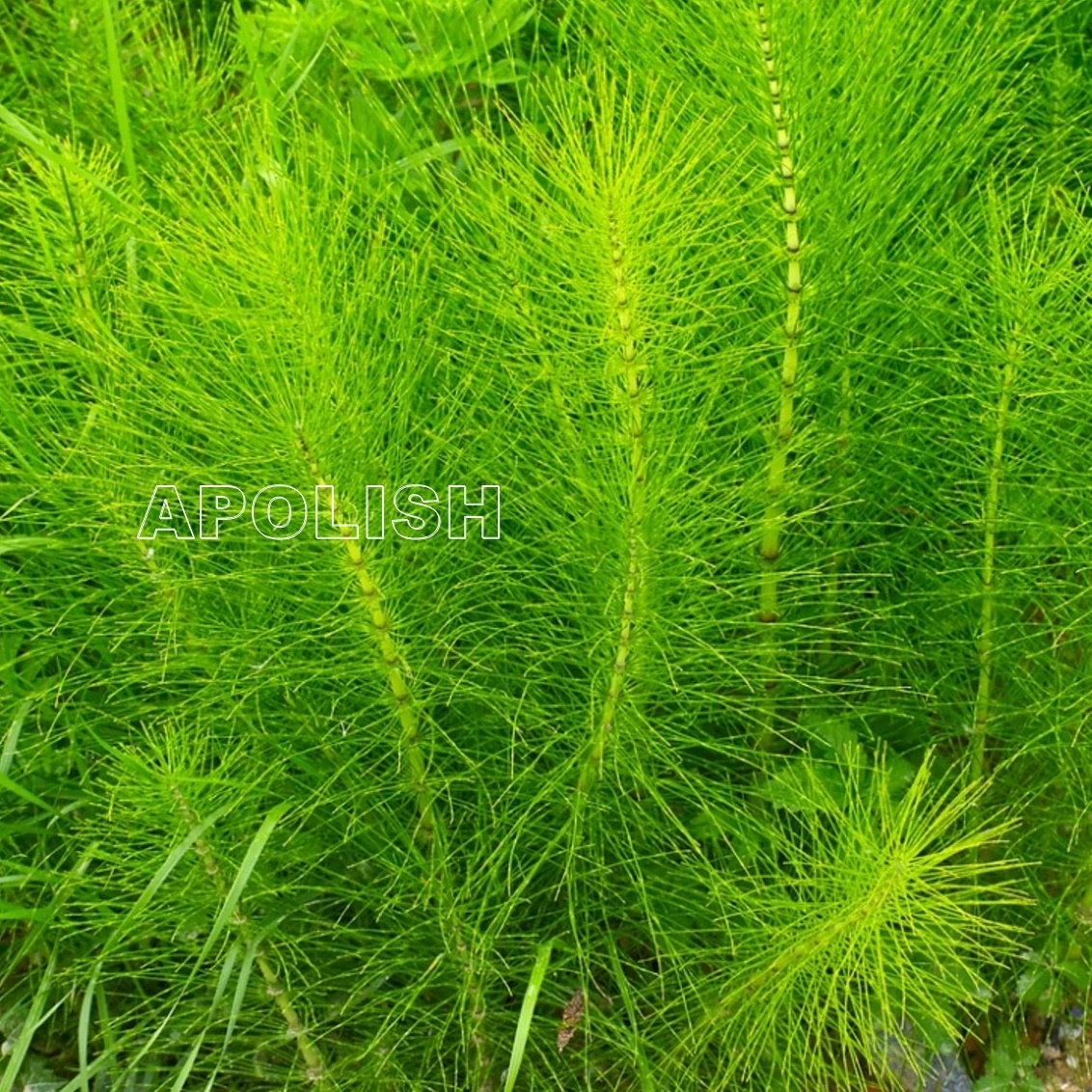 美國 硬甲油 馬尾草強護素 草本精華硬甲油.Forte Horsetail Grass